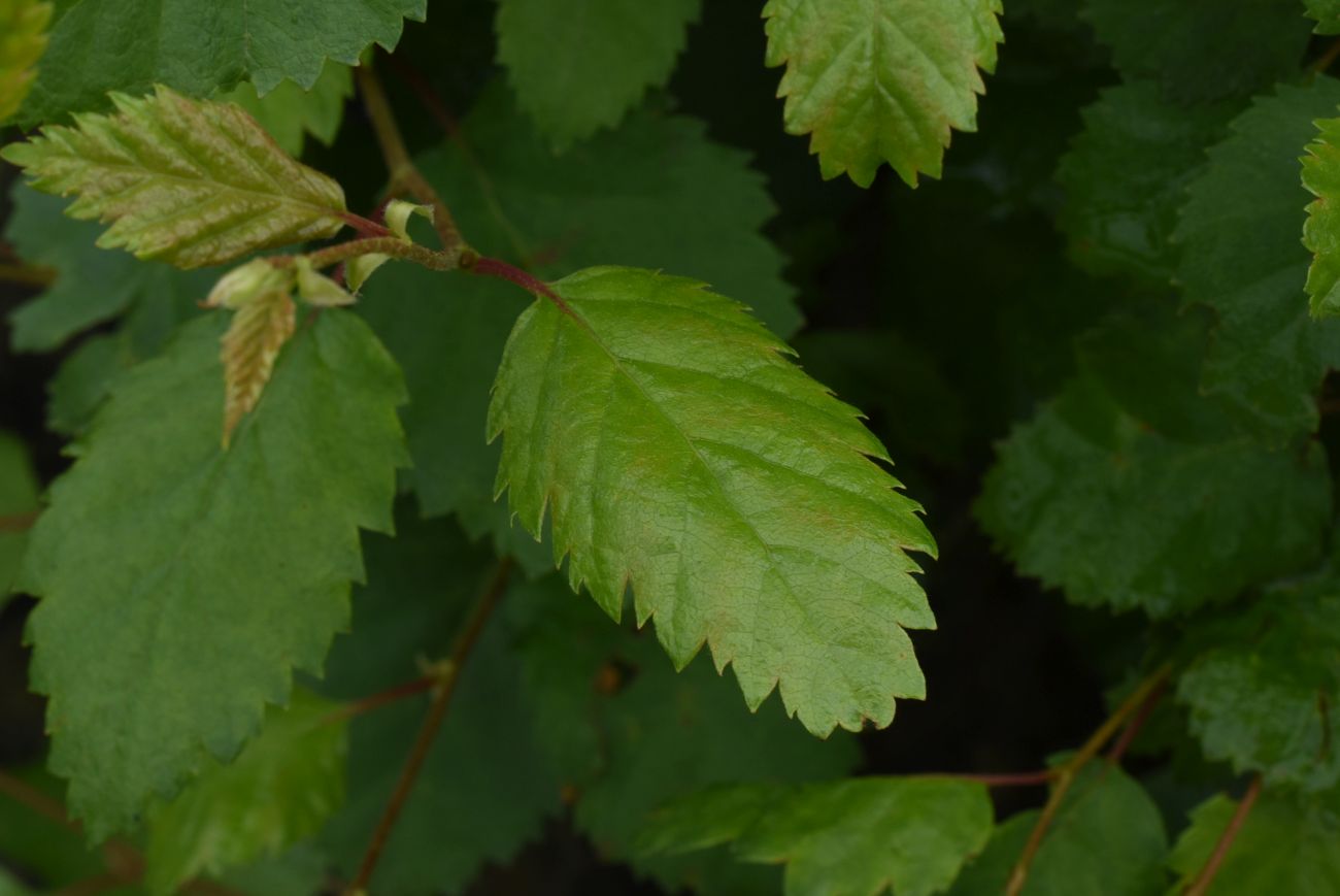 Изображение особи Betula pendula.