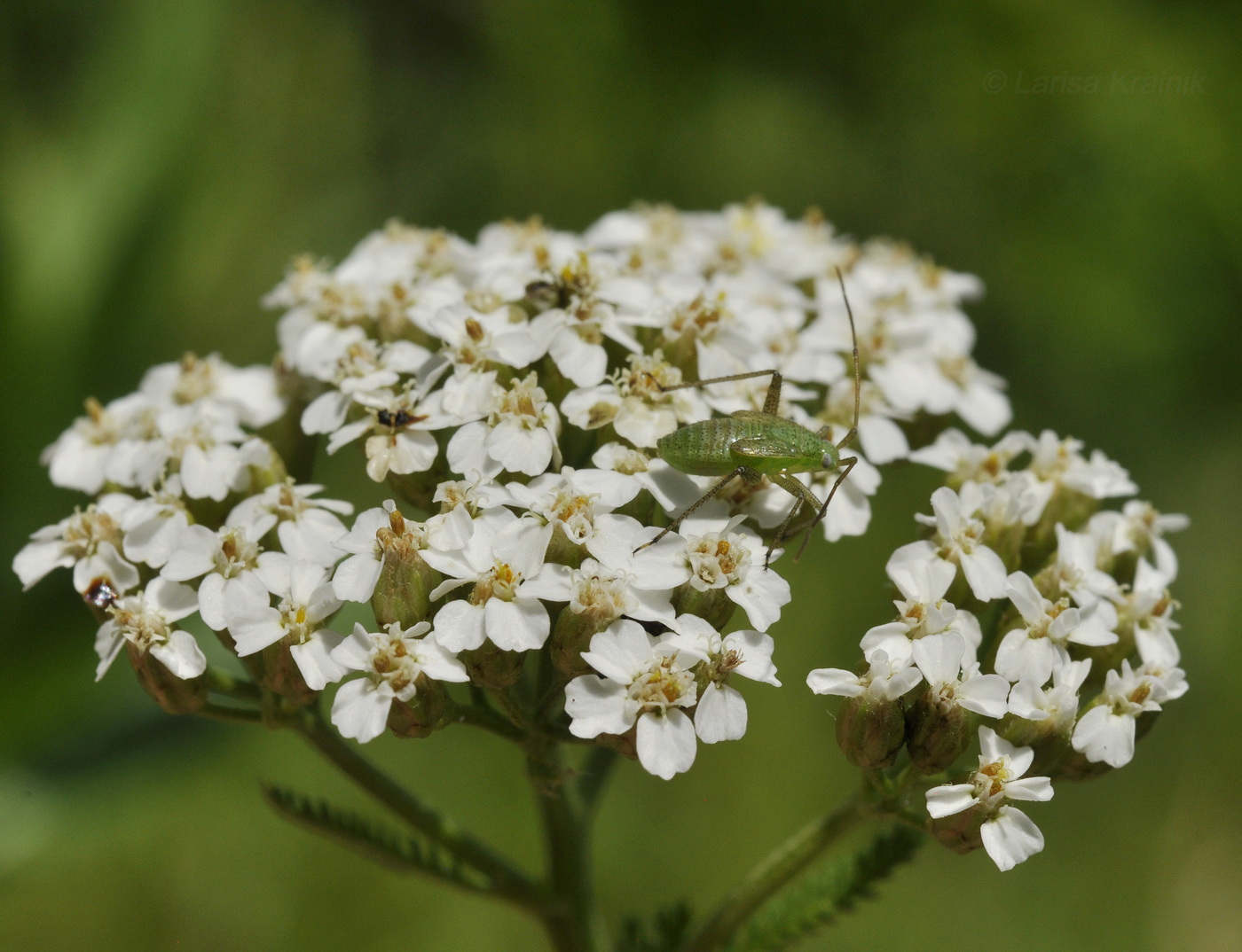 Image of Achillea ptarmicoides specimen.
