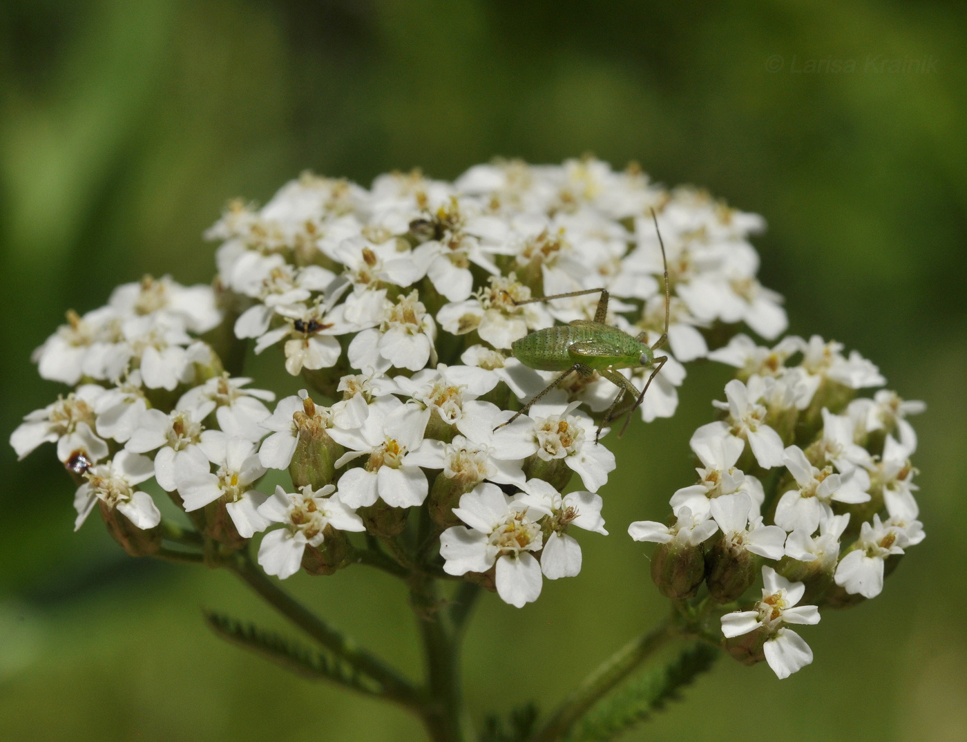 Изображение особи Achillea ptarmicoides.