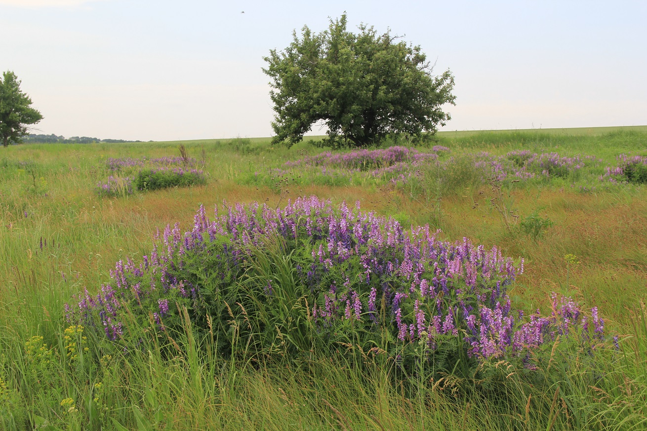 Image of Vicia cracca specimen.