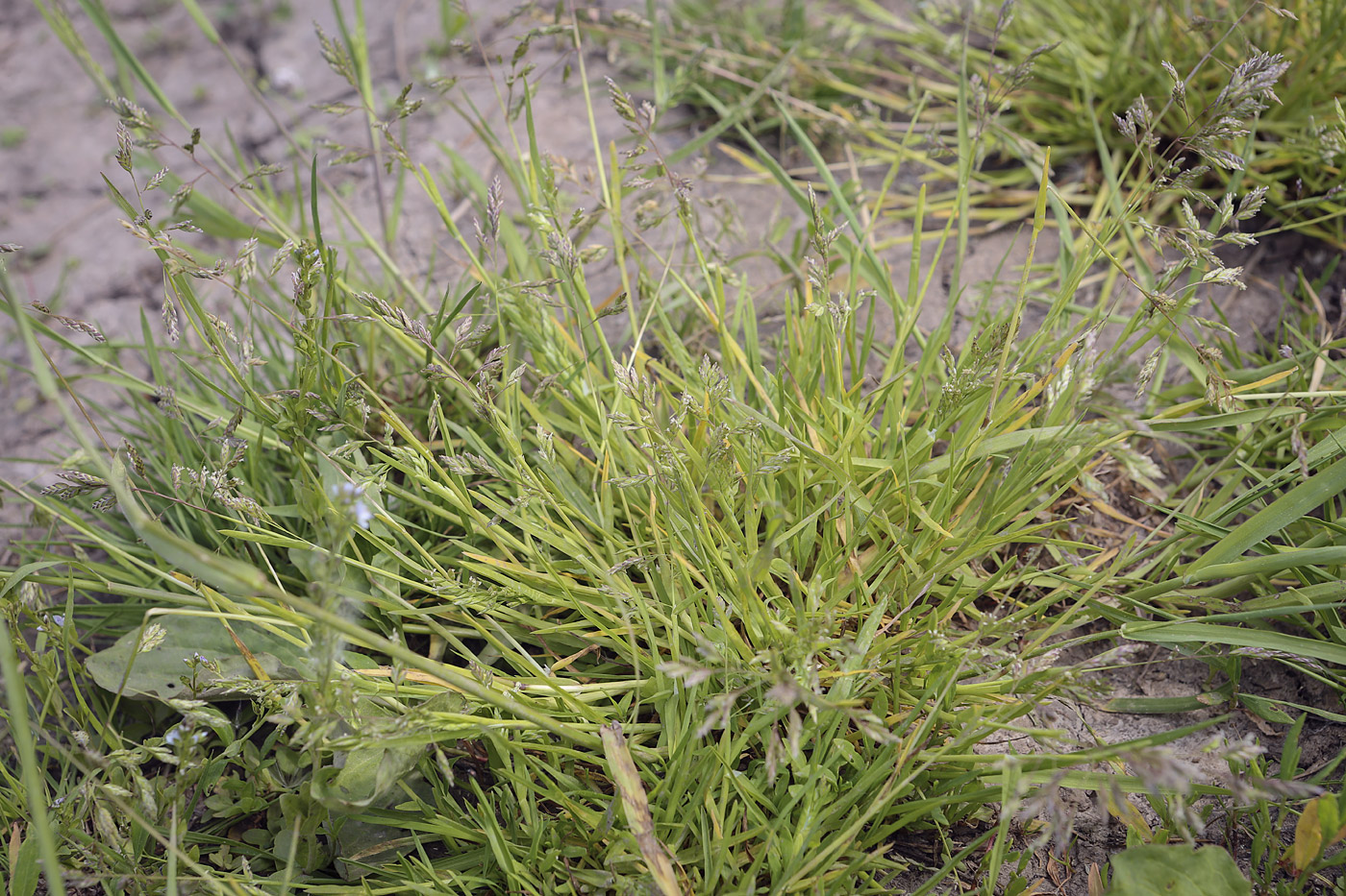 Image of Poa annua specimen.