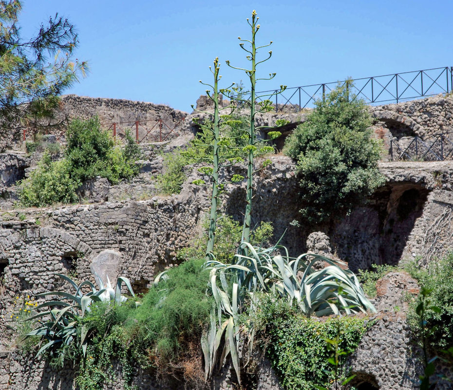 Image of Agave americana specimen.