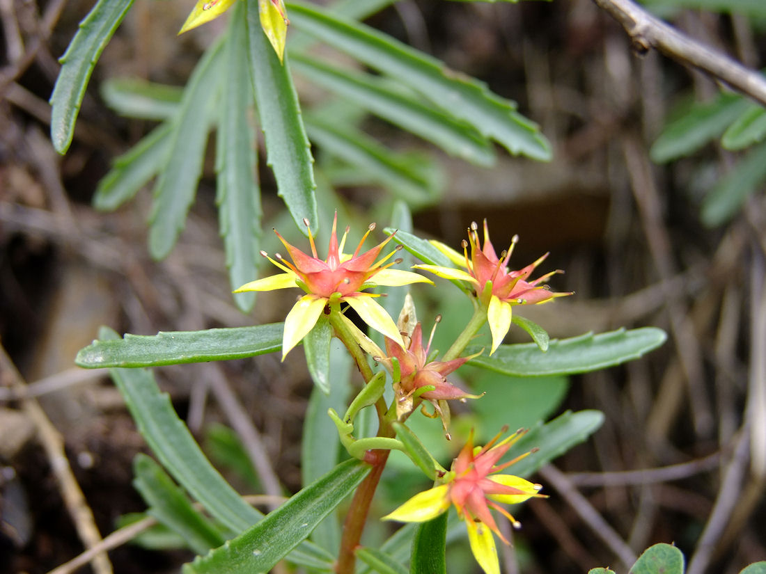 Image of Aizopsis middendorfiana specimen.