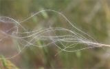 Stipa