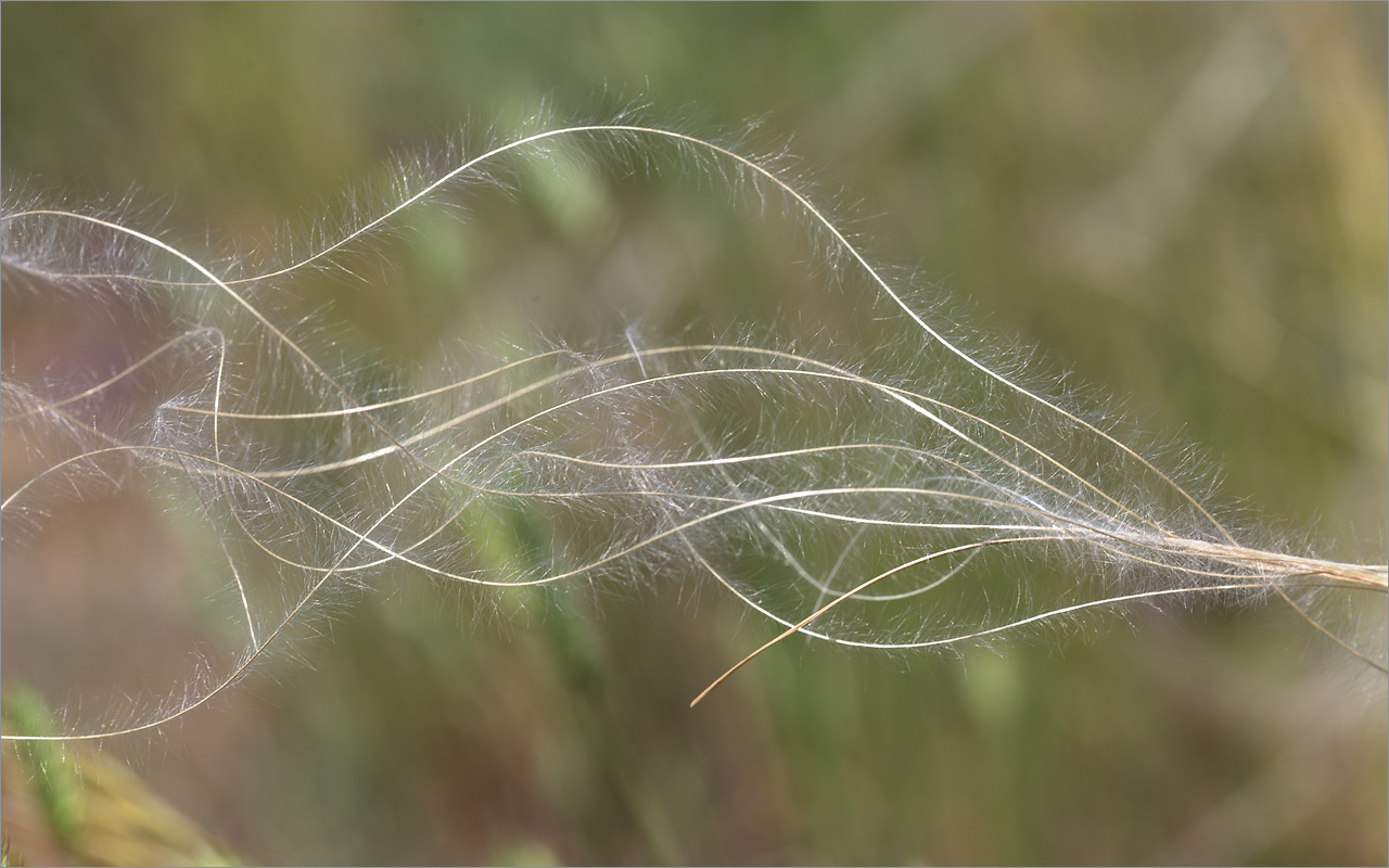 Image of genus Stipa specimen.