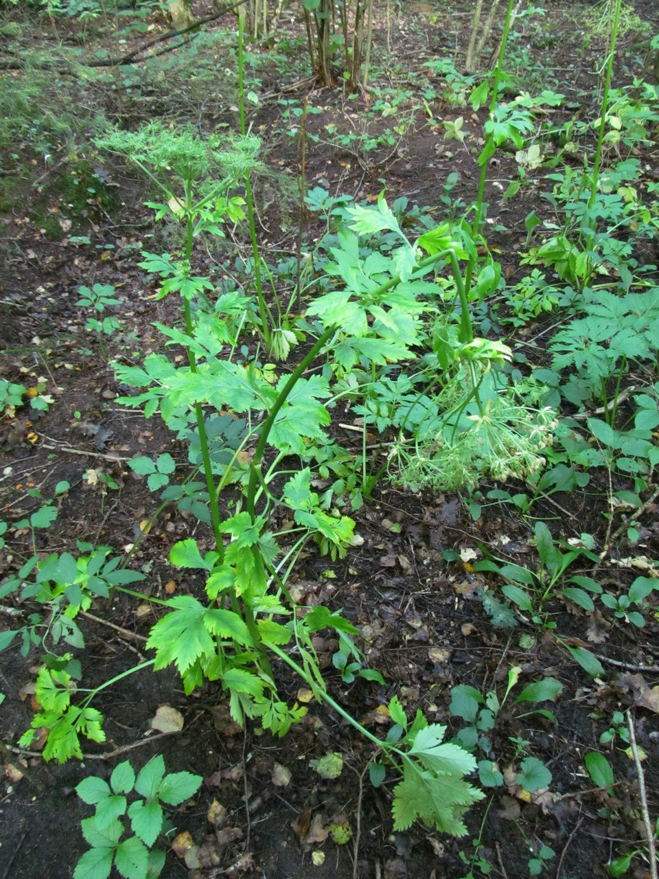 Image of Pleurospermum austriacum specimen.