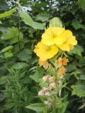 Oenothera biennis