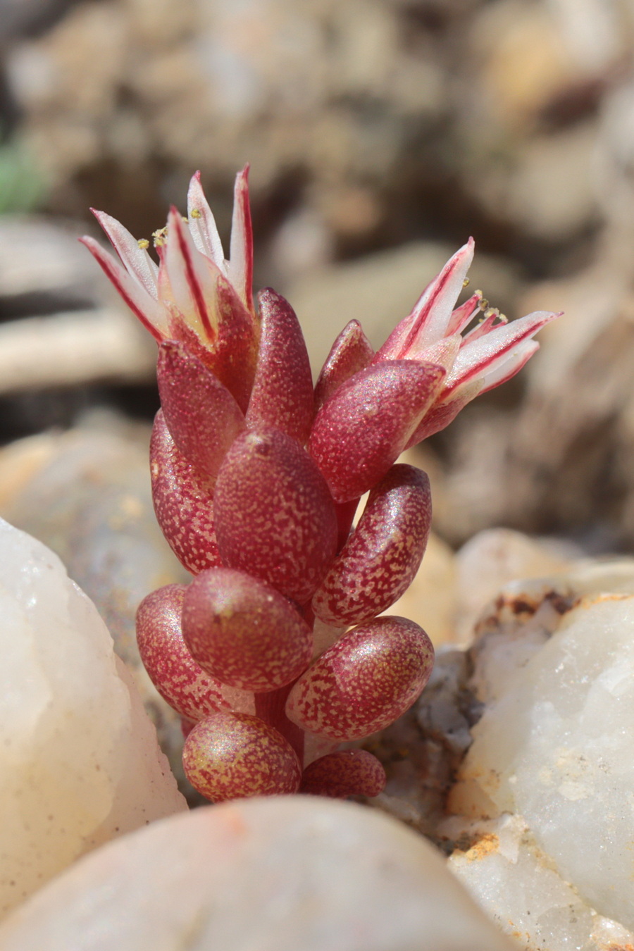 Image of Sedum cespitosum specimen.