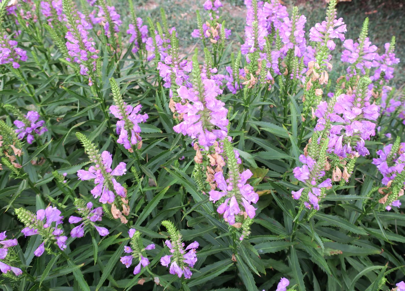 Image of Physostegia virginiana specimen.