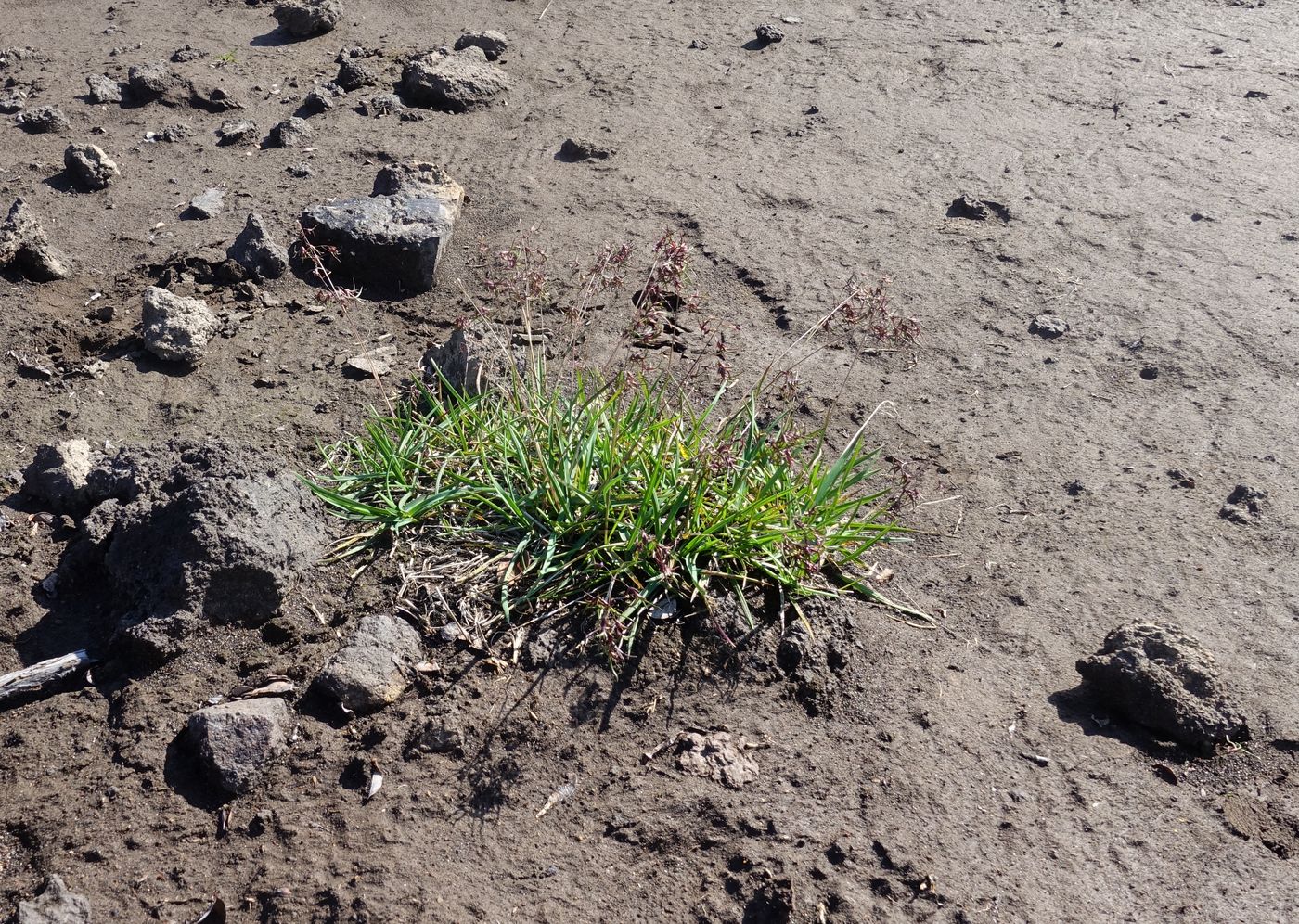 Image of Poa malacantha var. vivipara specimen.