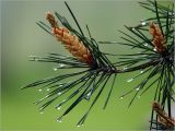 Pinus sylvestris. Верхушки побегов с микростробилами и каплями дождя на иглах. Московская обл., Раменский р-н, окр. дер. Хрипань, садовый участок. 26.05.2023.