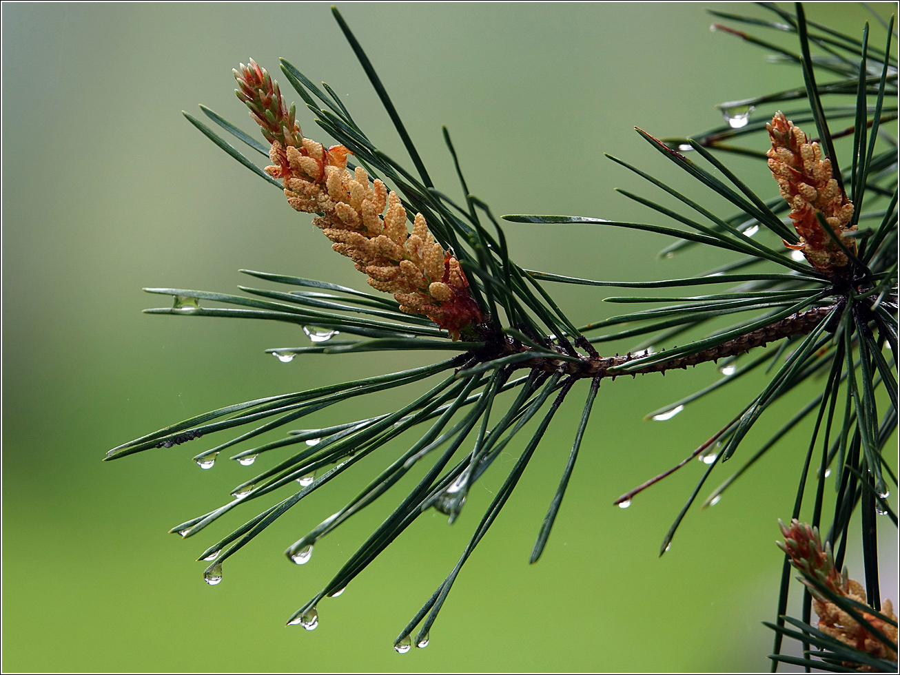 Изображение особи Pinus sylvestris.