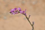 Astragalus intarrensis. Часть соцветия с колонией тли. Таджикистан, Согдийская обл., Исфара, пестроцветы. 1 мая 2023 г.