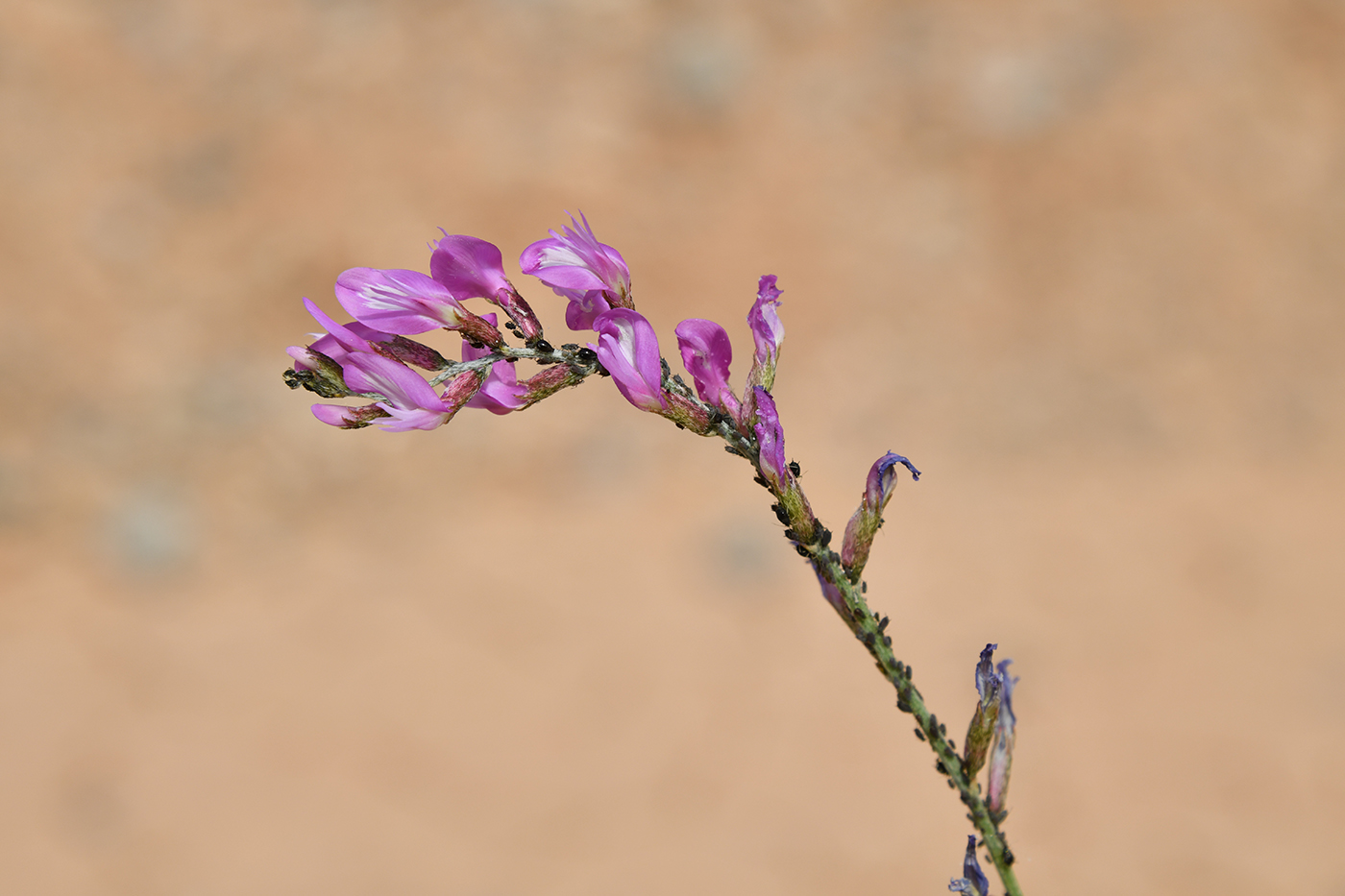 Изображение особи Astragalus intarrensis.