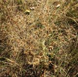 Eryngium campestre