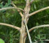 Crotalaria grahamiana