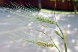 Hordeum vulgare