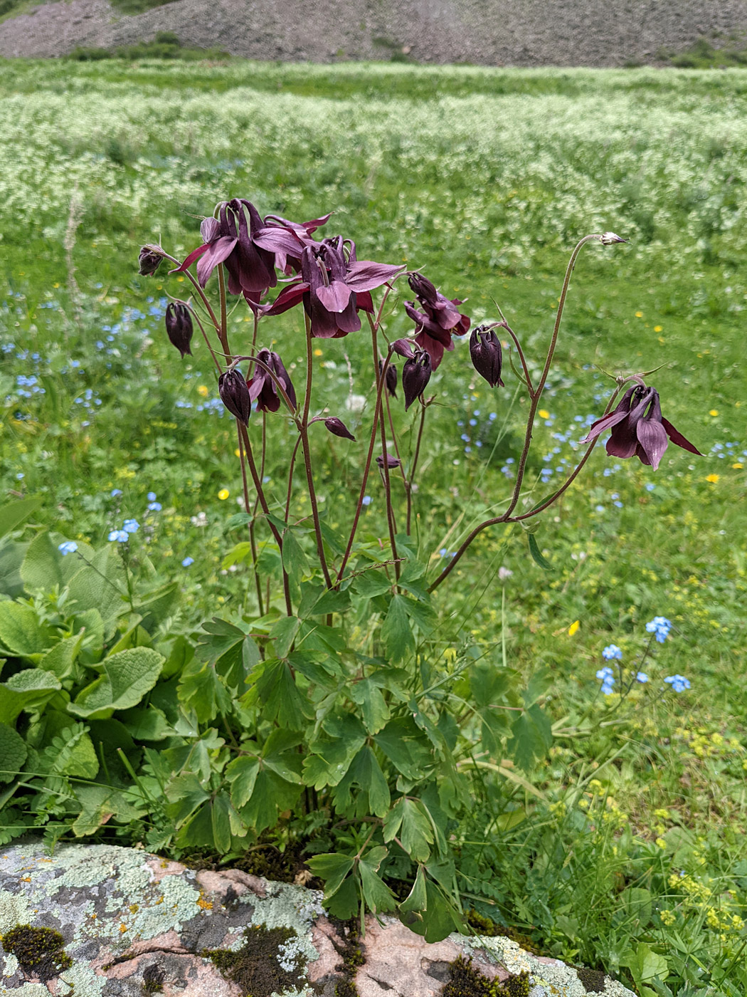 Image of Aquilegia atrovinosa specimen.