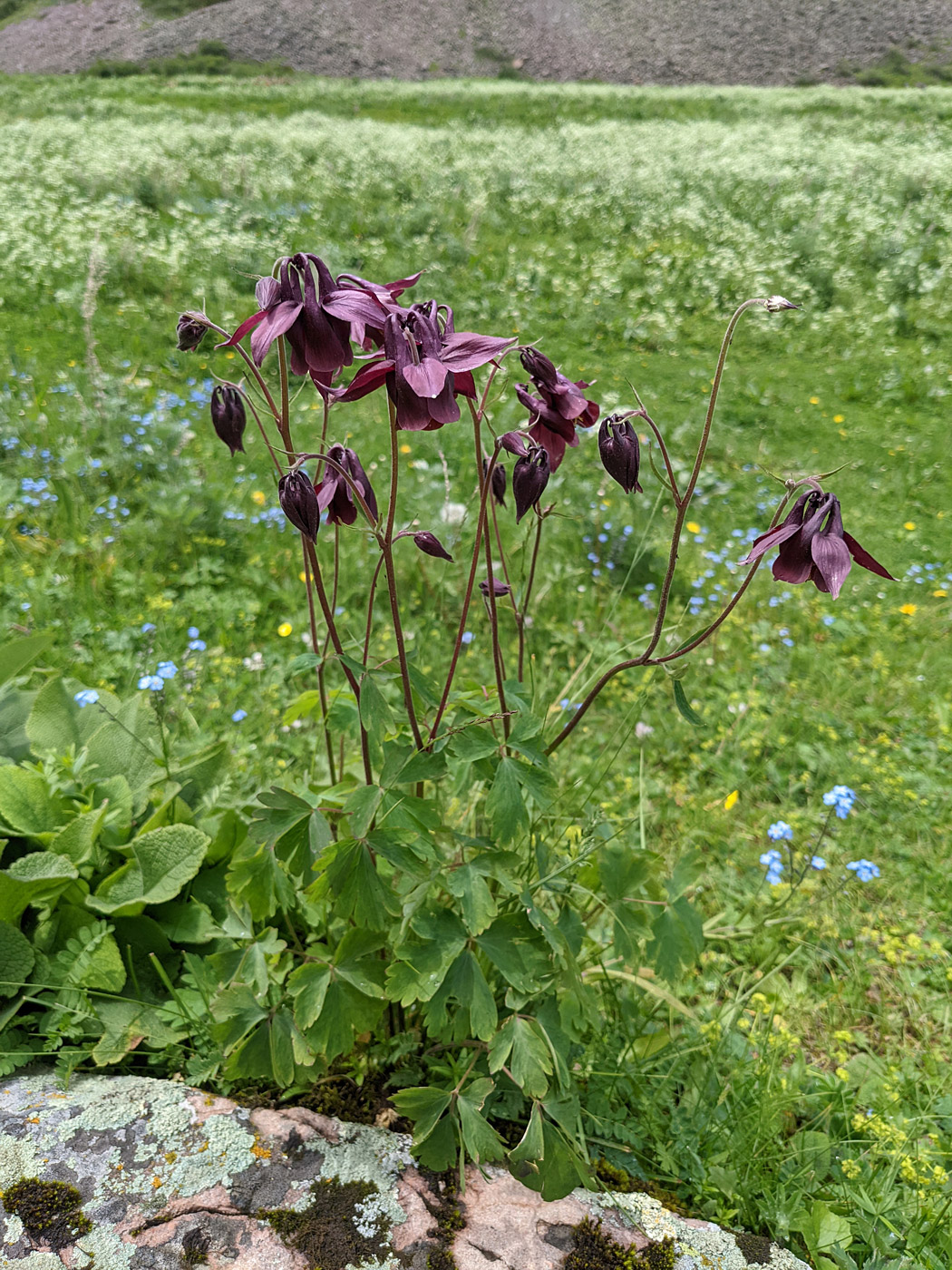 Image of genus Aquilegia specimen.