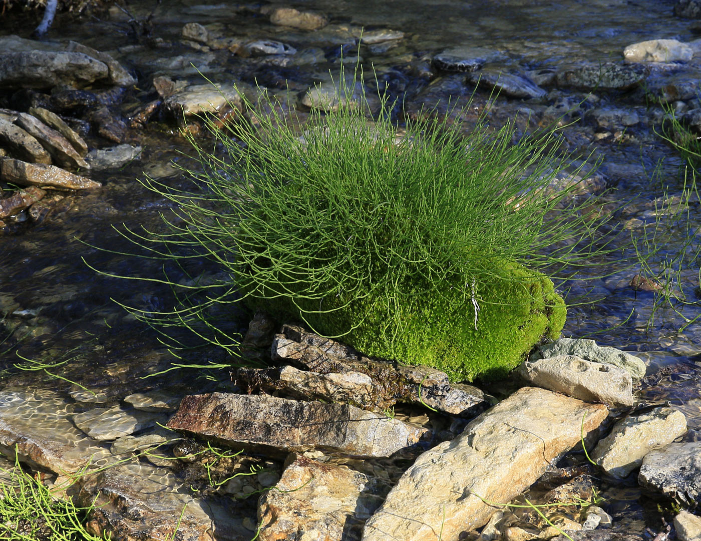 Image of Equisetum arvense specimen.