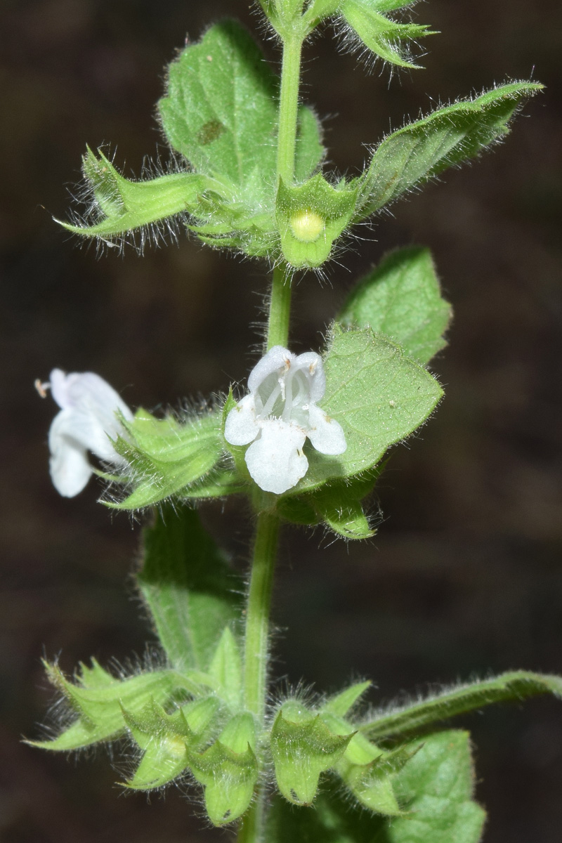 Image of Melissa officinalis specimen.