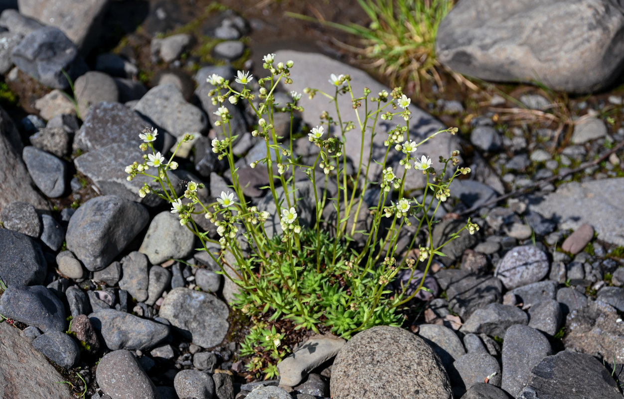 Image of Saxifraga spinulosa specimen.