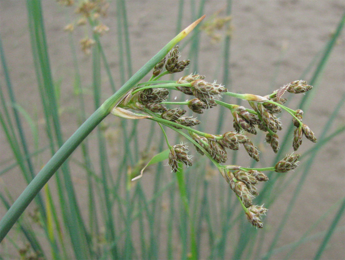 Изображение особи Schoenoplectus lacustris.