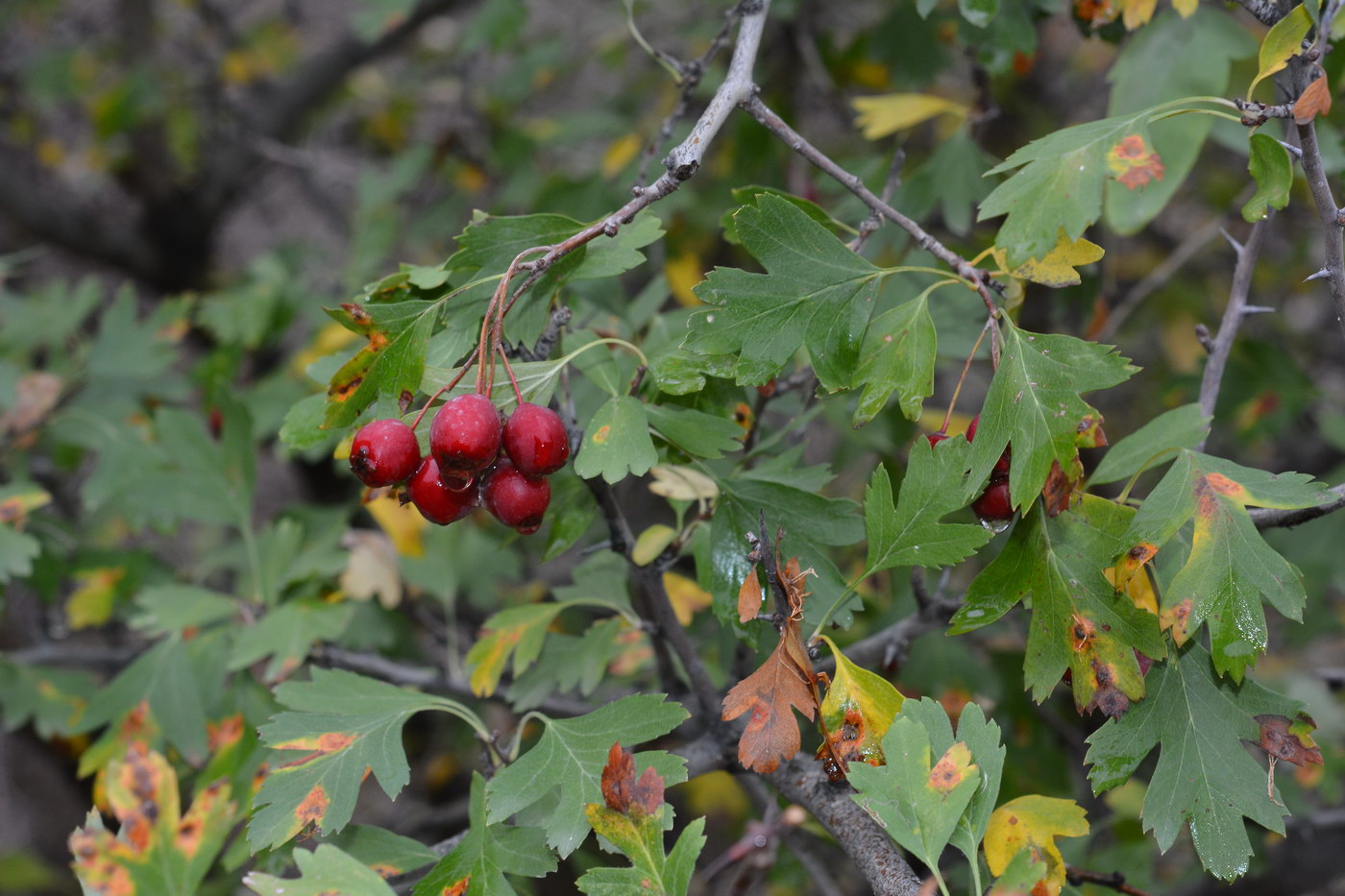 Image of Crataegus turkestanica specimen.