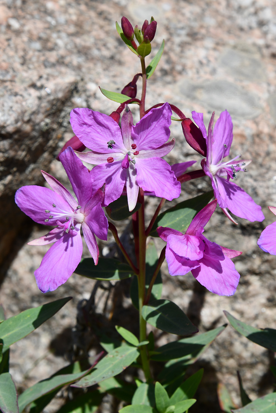 Image of Chamaenerion latifolium specimen.