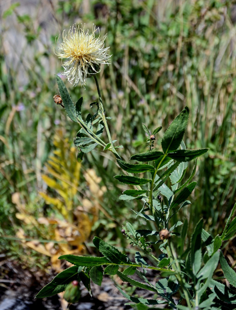 Изображение особи Rhaponticoides ruthenica.