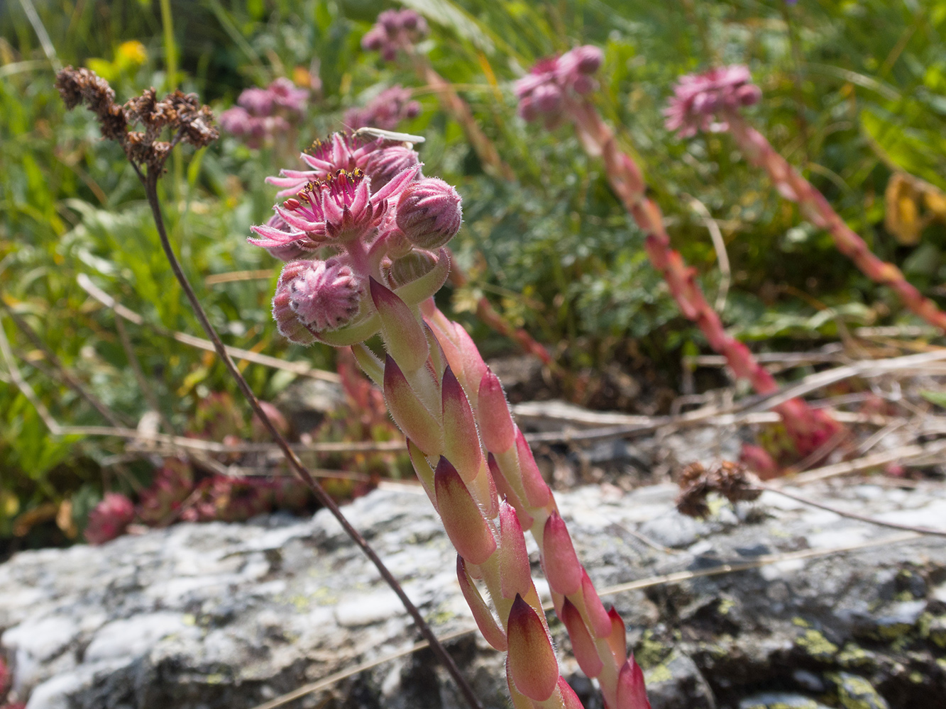 Image of Sempervivum pumilum specimen.