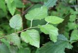 Betula pubescens