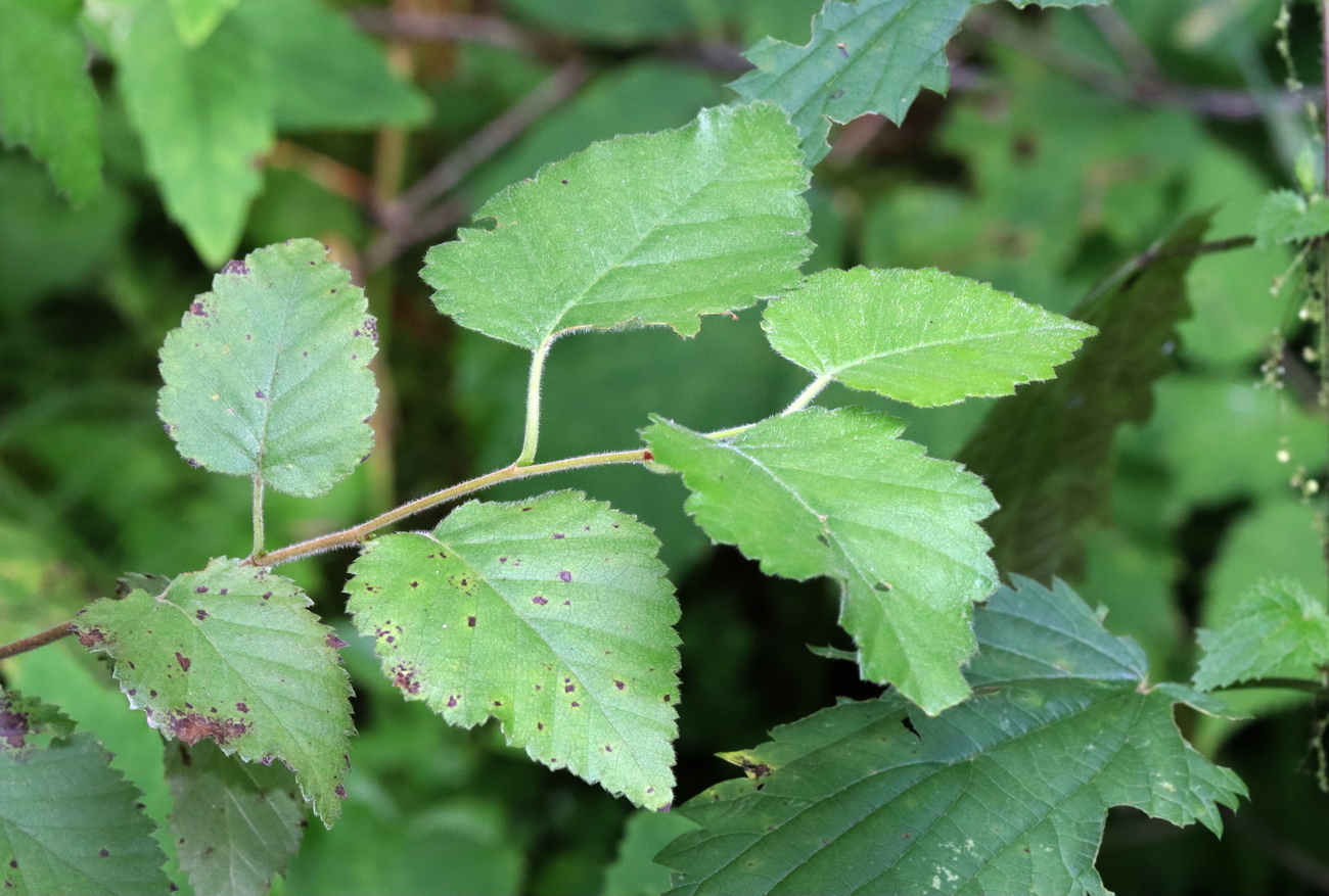 Изображение особи Betula pubescens.