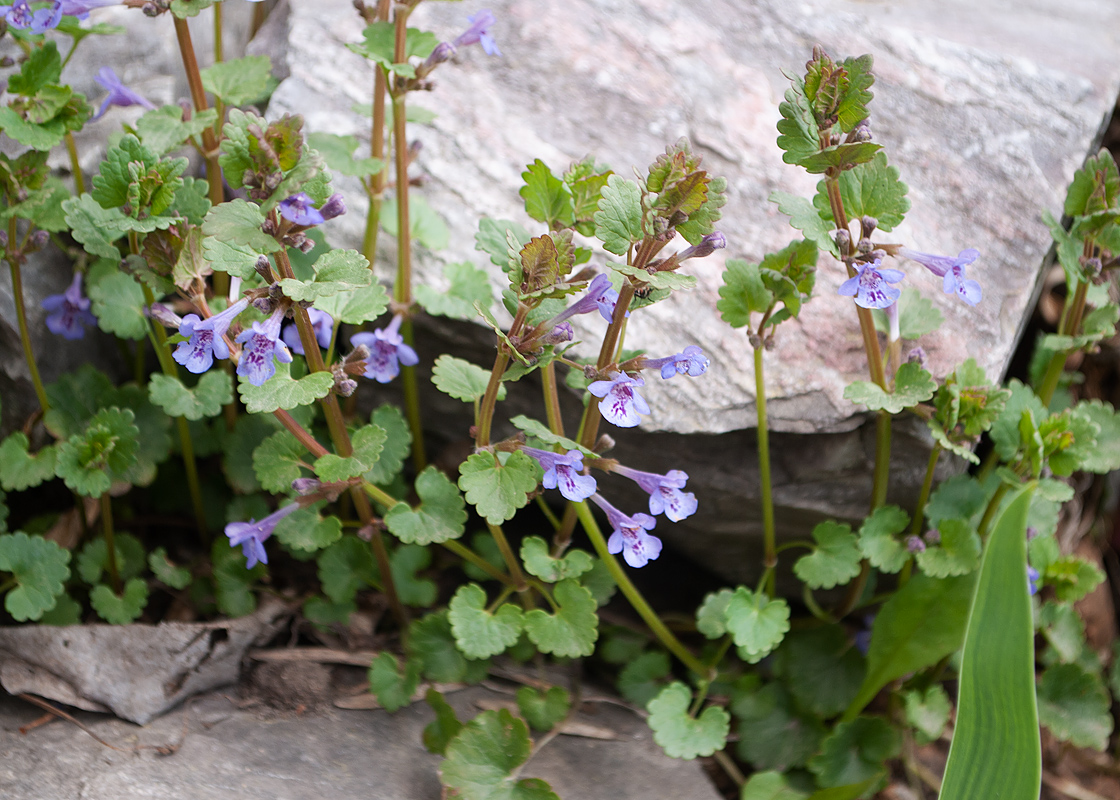 Изображение особи Glechoma hederacea.