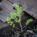 Potentilla supina subspecies paradoxa. Растение в начале цветения. Пермский край, Кунгурский муниципальный округ, с. Моховое, станция Иренский, между железнодорожными путями. 04.06.2023.