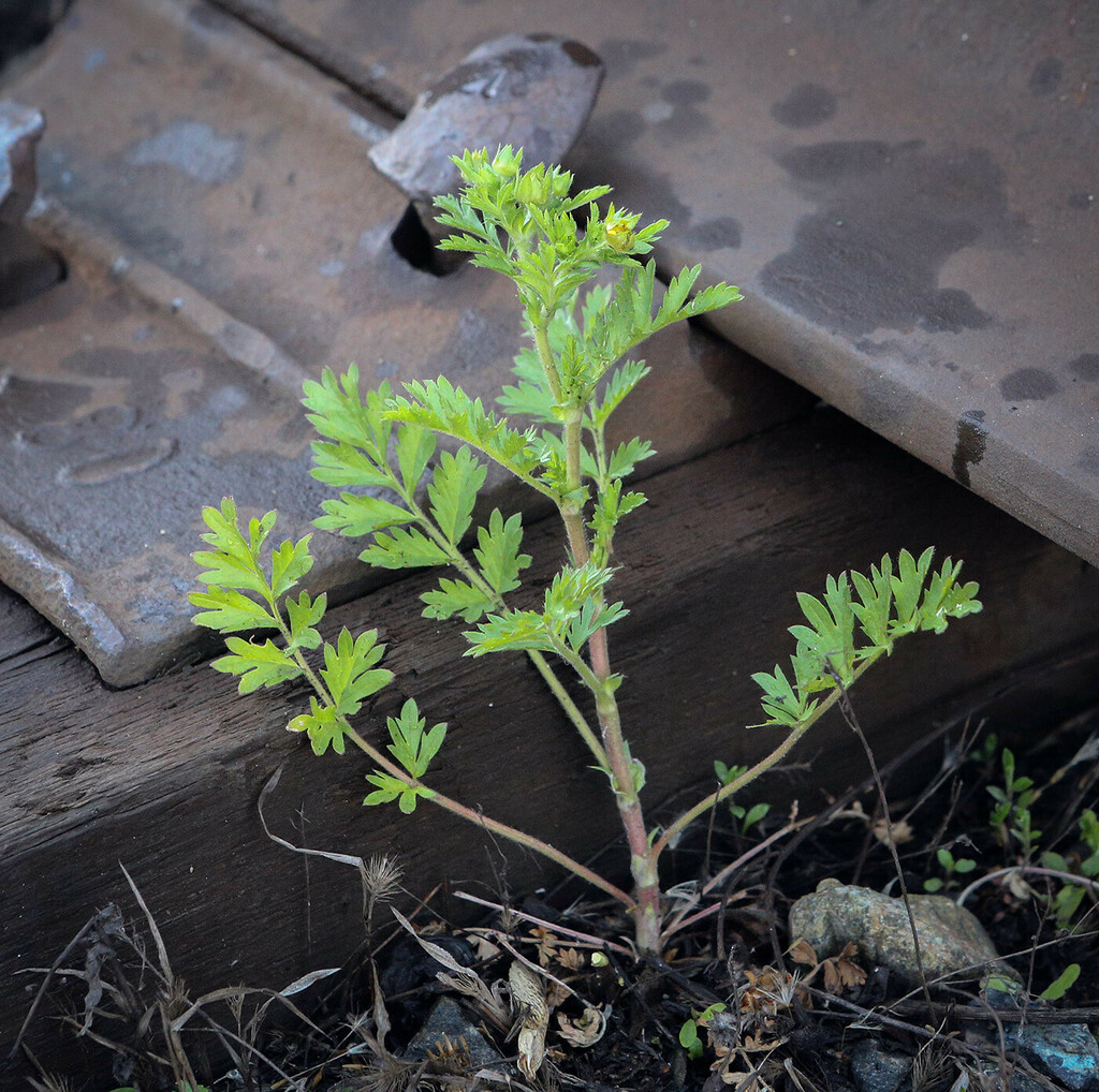 Image of Potentilla supina ssp. paradoxa specimen.