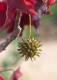 Liquidambar styraciflua. Соплодие. Израиль, г. Ришон-ле-Цион, в культуре. 25.11.2023.