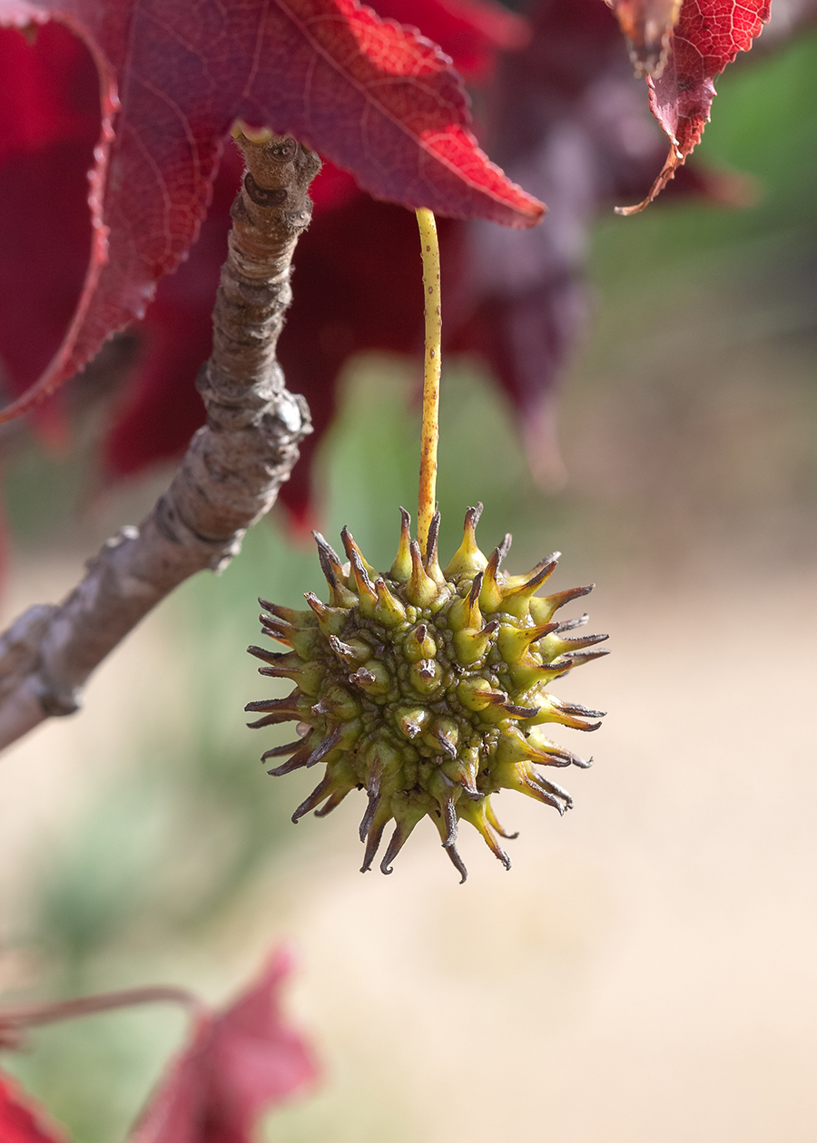 Изображение особи Liquidambar styraciflua.