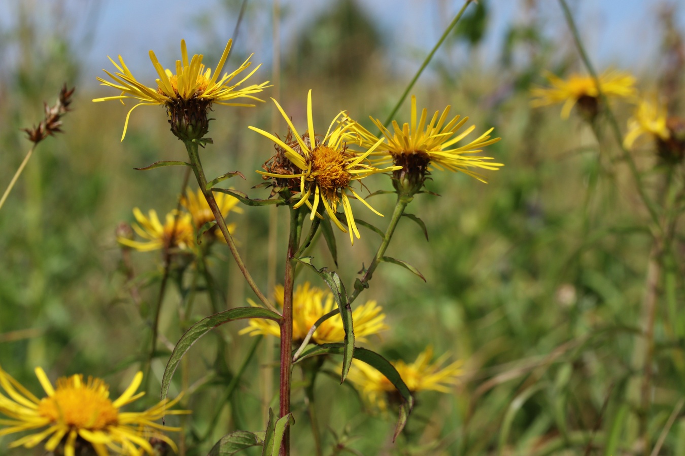 Image of Inula salicina specimen.