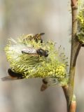 Salix gmelinii