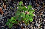 Rubus arcticus. Отцветшее растение. Красноярский край, Таймырский Долгано-Ненецкий р-н, плато Путорана, долина р. Иркингда, опушка смешанного леса, берег реки. 24.07.2023.