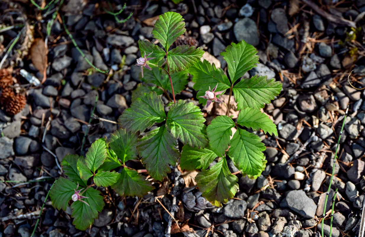 Изображение особи Rubus arcticus.