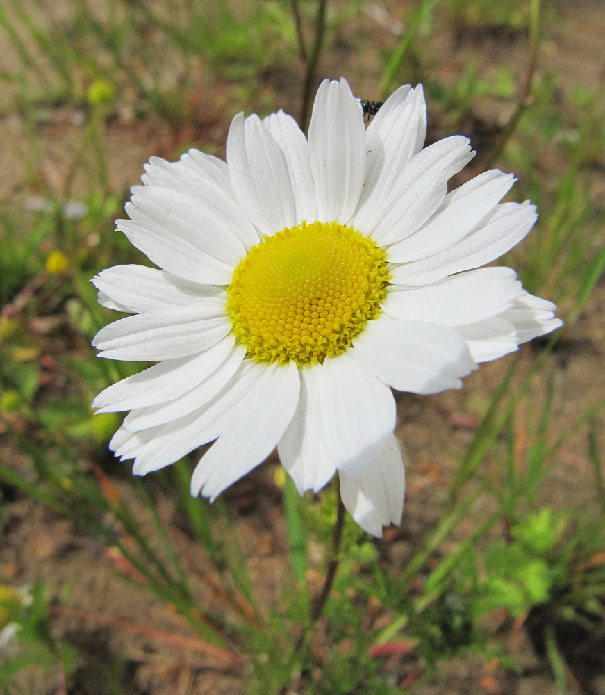 Image of Tripleurospermum inodorum specimen.