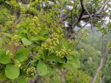 Cotinus coggygria. Верхушки ветвей с соцветиями. Краснодарский край, г/о Сочи, Хостинский р-н, Орлиные скалы, на обрыве. 30.04.2022.