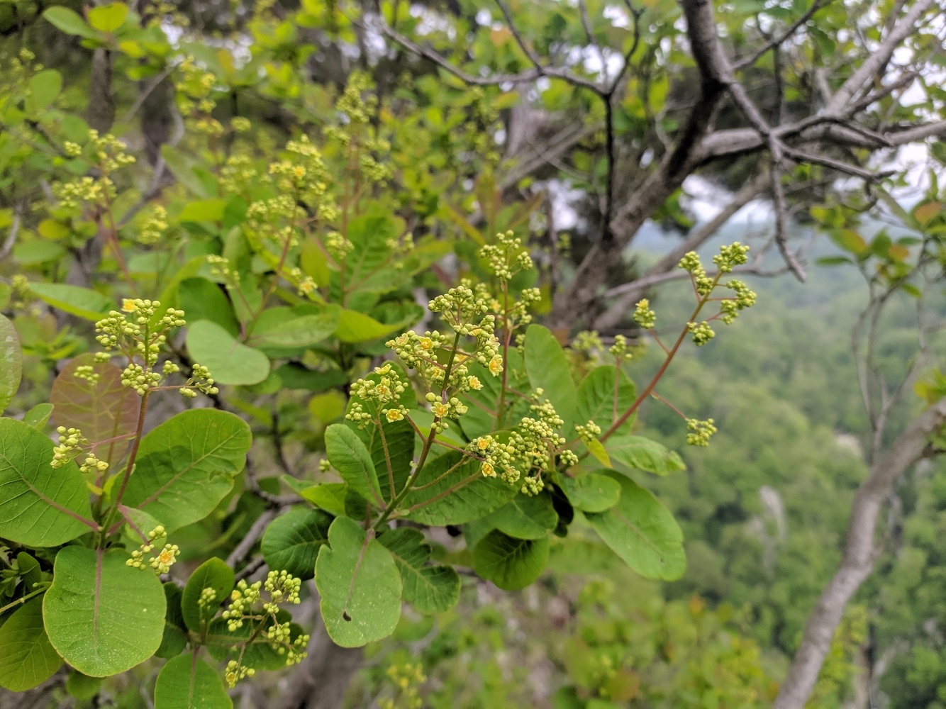Image of Cotinus coggygria specimen.