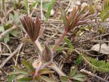 Pulsatilla dahurica