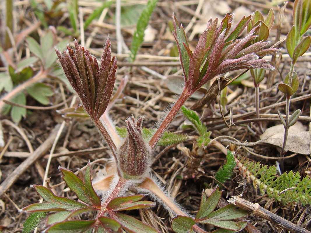 Изображение особи Pulsatilla dahurica.