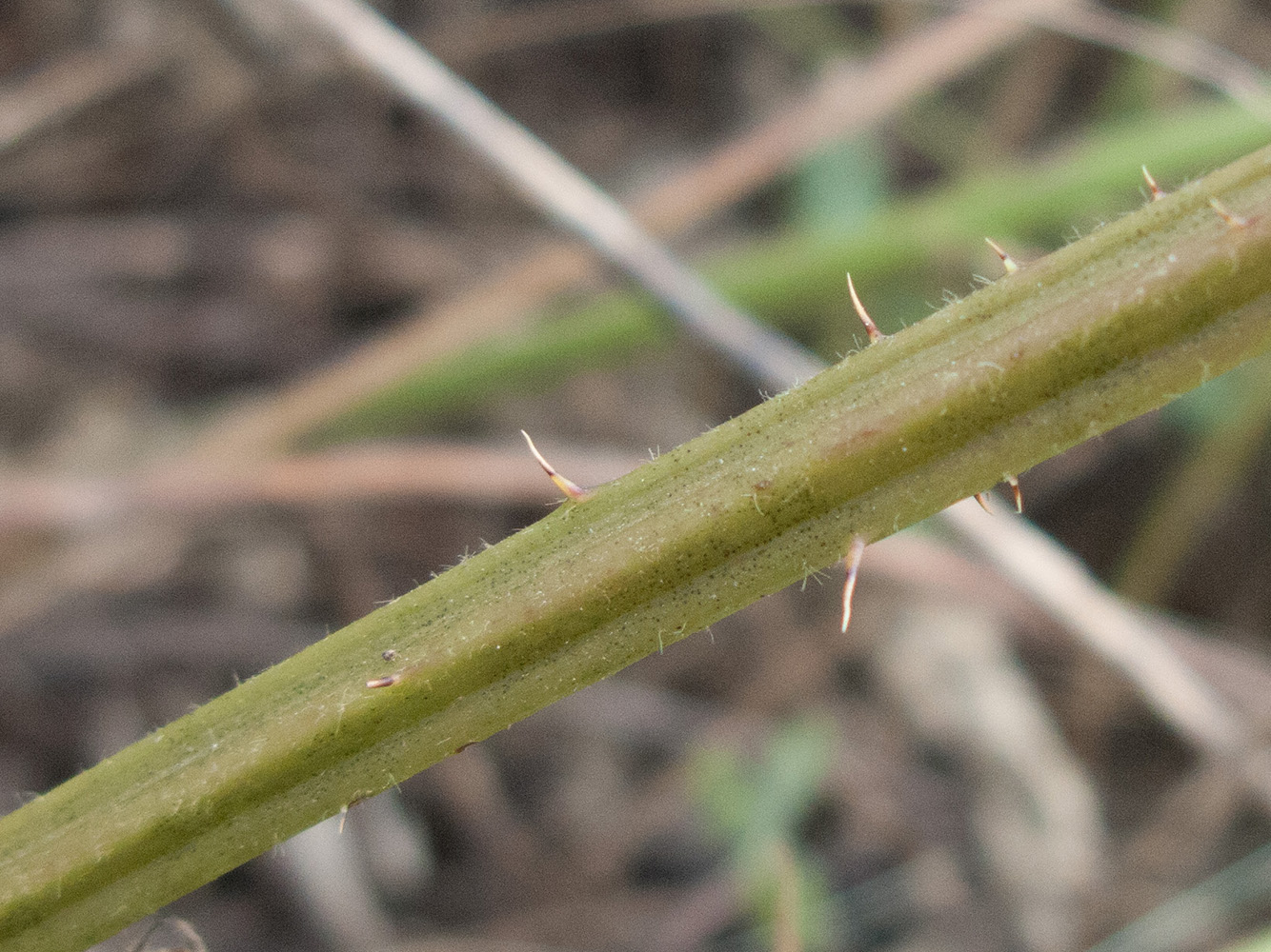 Изображение особи Rubus lloydianus.