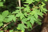 Acer komarovii