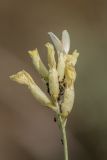 Astragalus albicaulis. Соцветие с колонией тли и муравьями. Ростовская обл., Верхнедонской р-н, окр. хут. Стоговский, меловой склон. 09.06.2024.